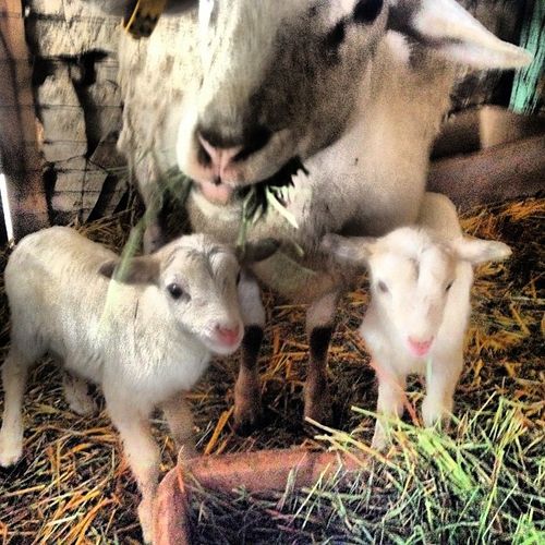 Twin girls Twin girls