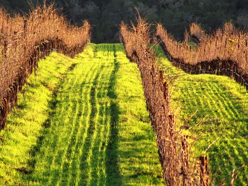 Green cover crop setting sun Green cover crop setting sun