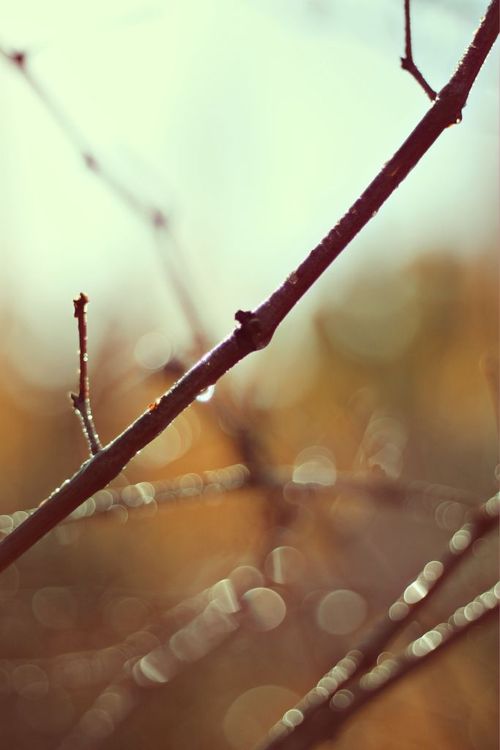 WinterSticks WinterSticks