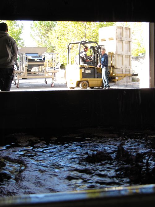 Pressing syrah and processing whites Pressing syrah and processing whites