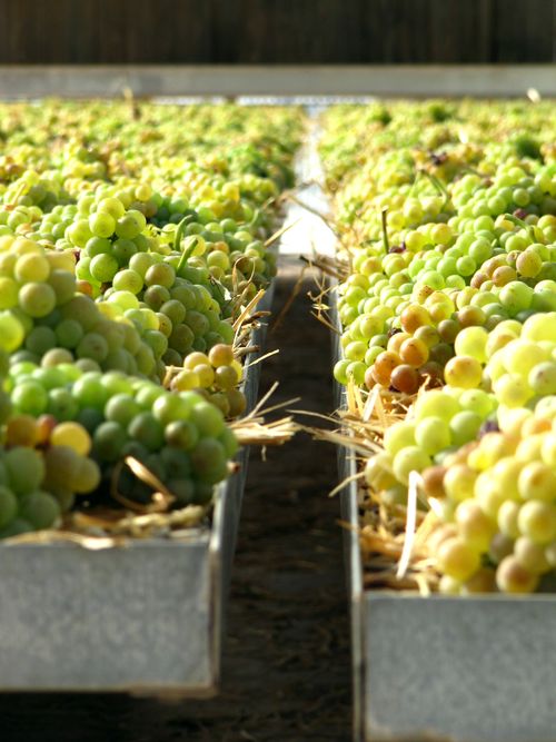 Vin_de_paille_2012_1 Vin_de_paille_2012_1