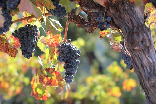 Head-pruned Mourvedre Oct 2012 Head-pruned Mourvedre Oct 2012