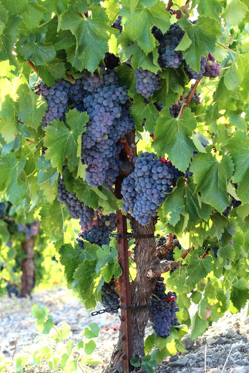 Grenache on scruffy hill 1 Grenache on scruffy hill 1