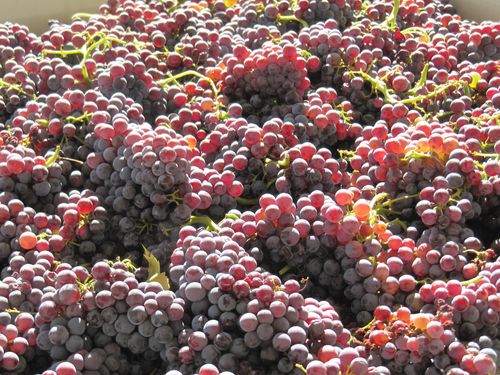 Patelin Grenache for Rose Patelin Grenache for Rose
