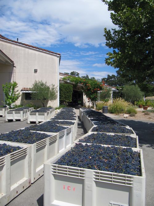Bins of syrah outside winery sept 6 2012 Bins of syrah outside winery sept 6 2012