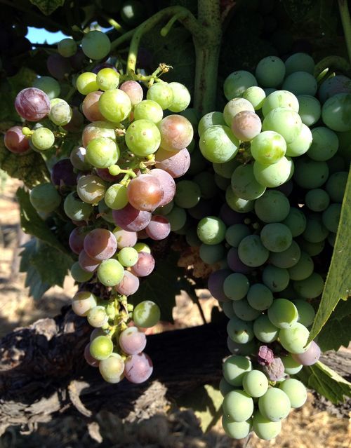 Veraison 2012 Mourvedre Veraison 2012 Mourvedre