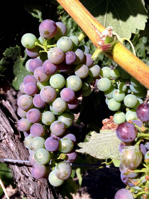 Veraison 2012 Syrah Veraison 2012 Syrah