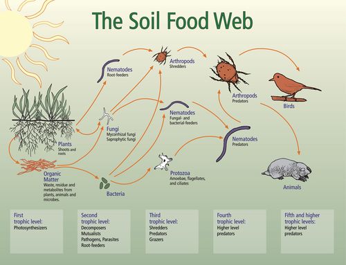 Compost_tea_life_cycle Compost_tea_life_cycle