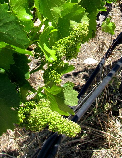 Flowering 2012 grenache Flowering 2012 grenache