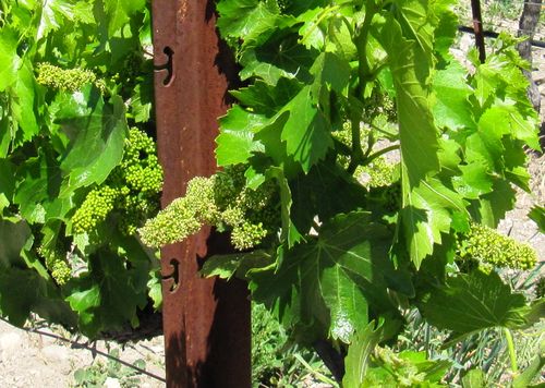 Flowering 2012 grenache blanc Flowering 2012 grenache blanc