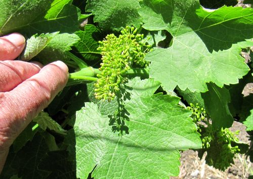 Flowering 2012 viognier Flowering 2012 viognier