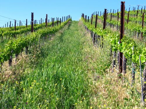 Lush cover crop Lush cover crop