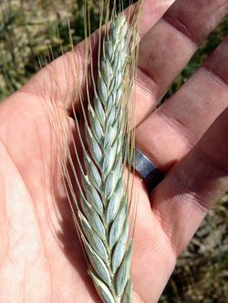 Barley ear Barley ear