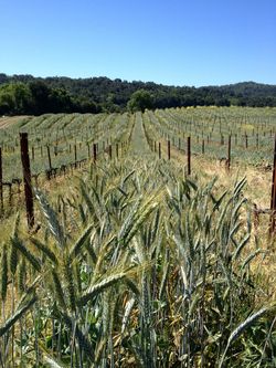 Barley cover crop Barley cover crop