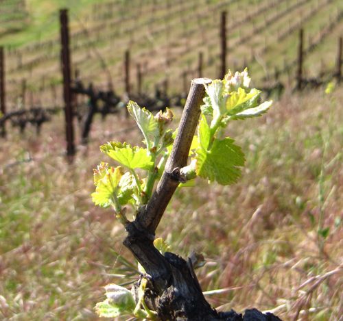 Budbreak_syrah Budbreak_syrah