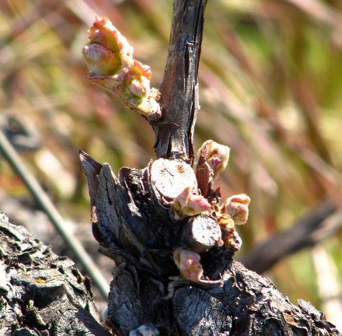 Budbreak_mourvedre Budbreak_mourvedre