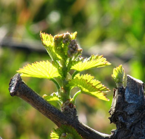 Budbreak_grenache Budbreak_grenache