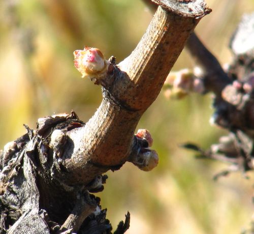 Budbreak_counoise Budbreak_counoise