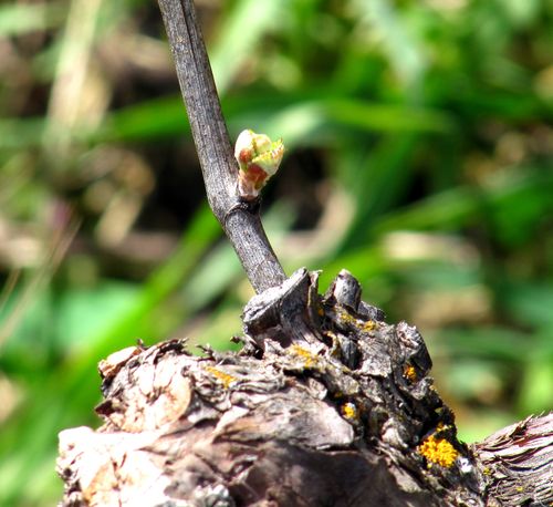Budbreak in Chardonnay Budbreak in Chardonnay