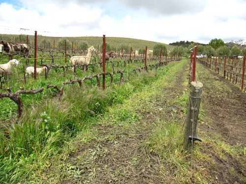 Grazing_border_0001 Grazing_border_0001