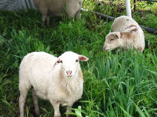 Animals_0003 Animals_0003