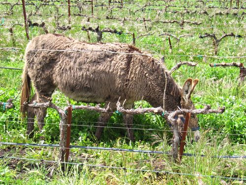 Animals_0001 Animals_0001