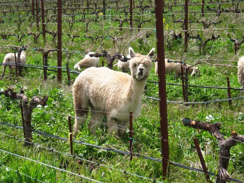 Animals_0002 Animals_0002