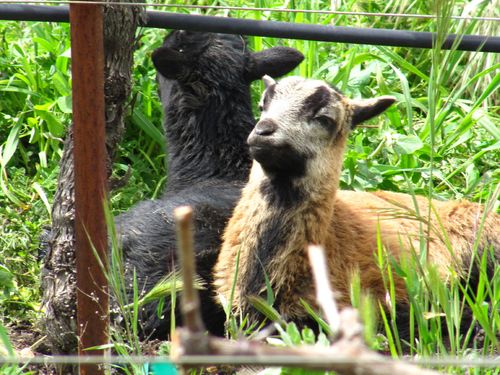 Animals_0004 Animals_0004