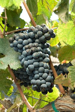 Tannat2 Tannat2