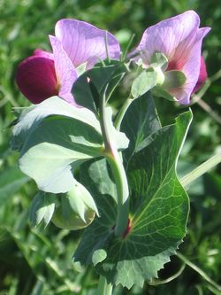 Sweet_pea Sweet_pea