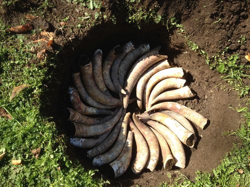 BD 500 Horns 2 BD 500 Horns 2