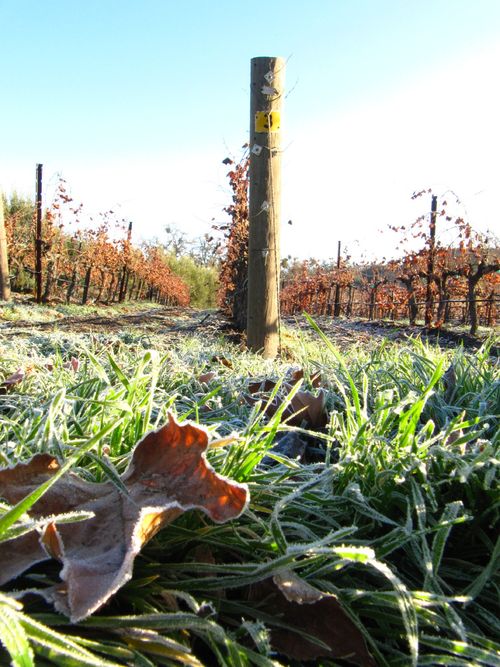 Frosty_grass_0001 Frosty_grass_0001