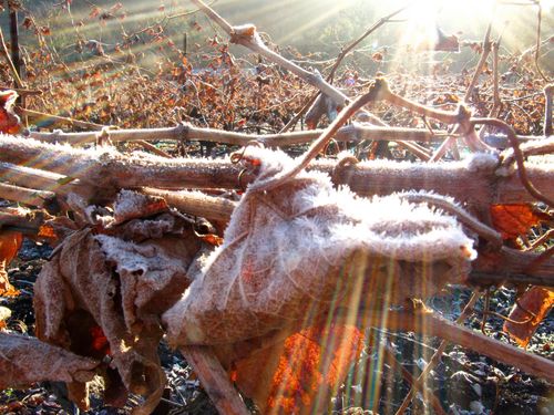 Frosty_leaves Frosty_leaves