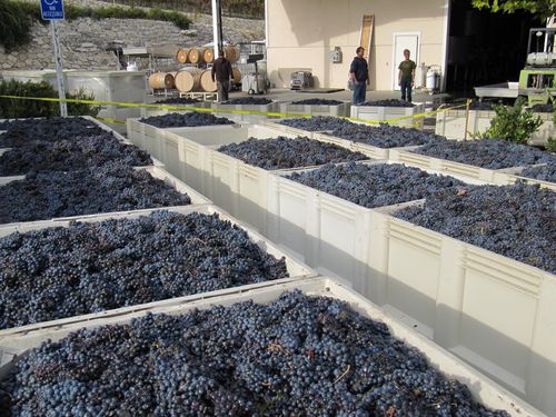Last_grapes_0001 Last_grapes_0001