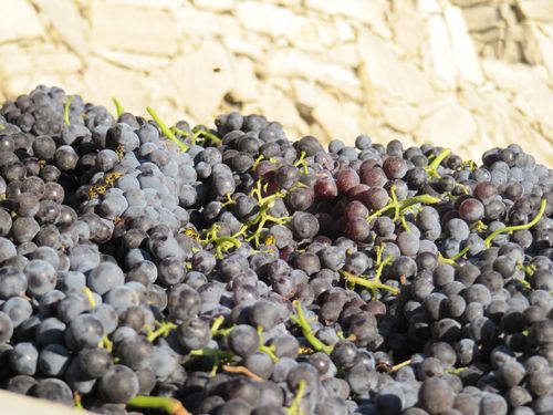 Mourvedre_bin_0001 Mourvedre_bin_0001