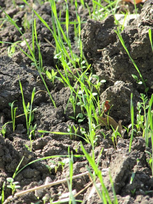 Cover_crop_0001 Cover_crop_0001