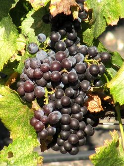 Grenache_cluster Grenache_cluster