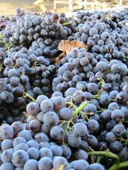 Grenache_in_bin Grenache_in_bin