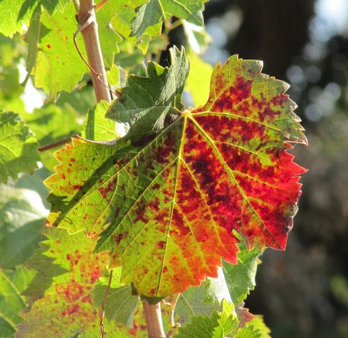Mourvedre_leaf Mourvedre_leaf