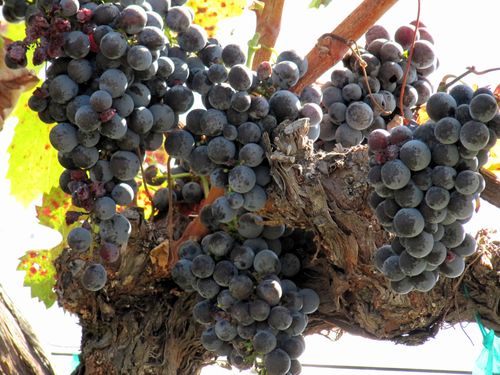 Mourvedre_on_vine Mourvedre_on_vine