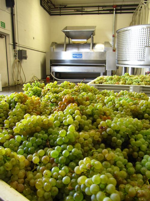 Vermentino_in_bin_0001 Vermentino_in_bin_0001