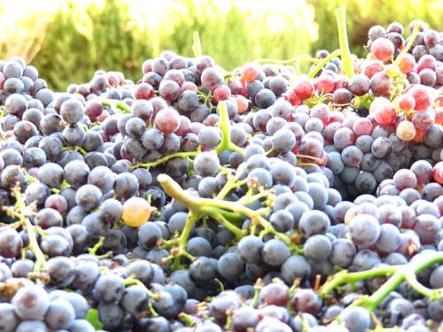 Grenache_vista_0001 Grenache_vista_0001