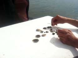 Baby Oysters Baby Oysters