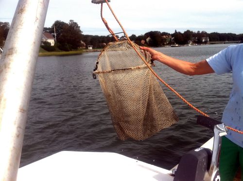Harvest Net Harvest Net