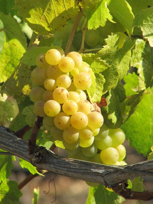 Grapes_sept2011_0004 Grapes_sept2011_0004