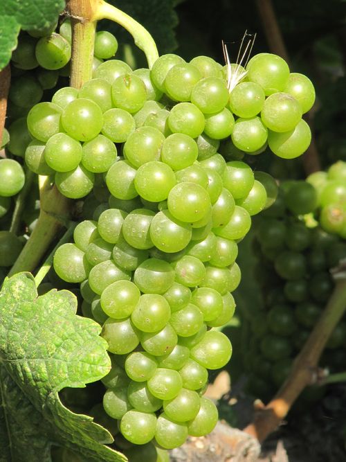 Grapes_sept2011_0002 Grapes_sept2011_0002