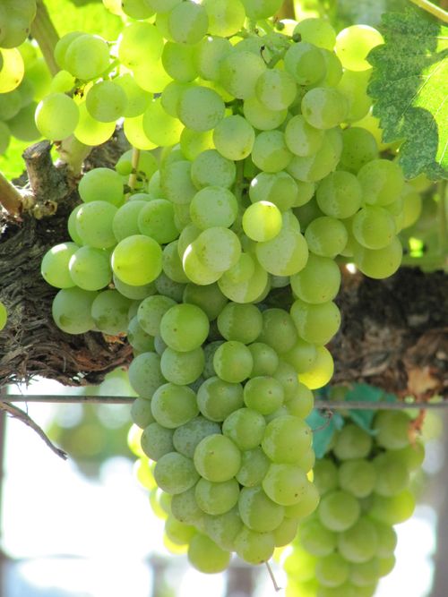 Grapes_sept2011_0008 Grapes_sept2011_0008