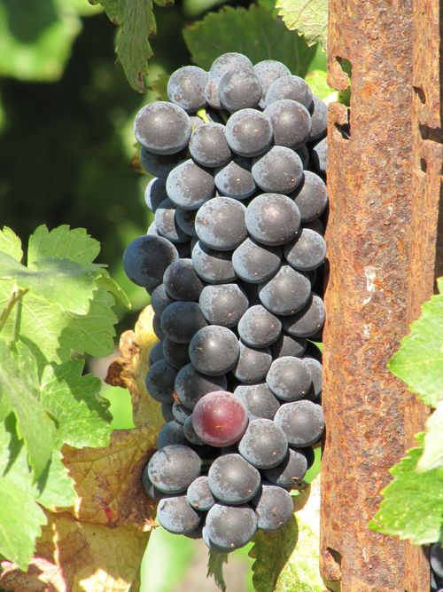 Grapes_sept2011_0005 Grapes_sept2011_0005