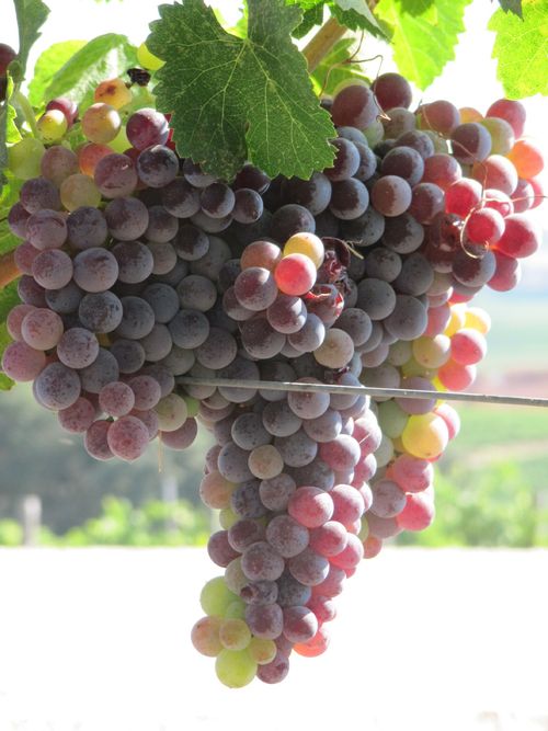 Grapes_sept2011_0001 Grapes_sept2011_0001