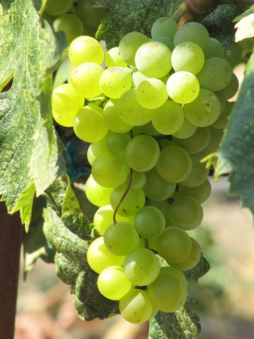 Grapes_sept2011_0009 Grapes_sept2011_0009